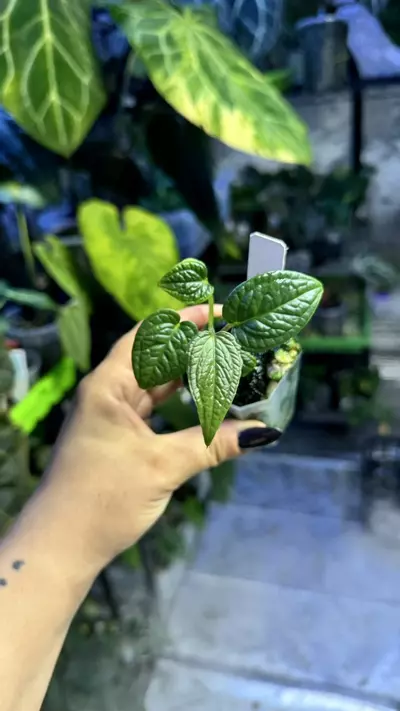 plant/Anthurium Sp Purple Fingers-0-thumbnail