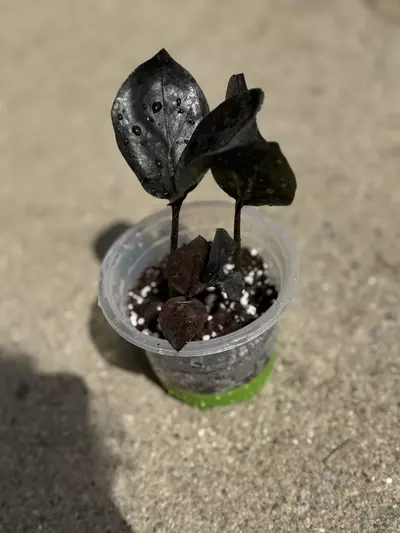 plant/ZZ plant Raven-3-thumbnail