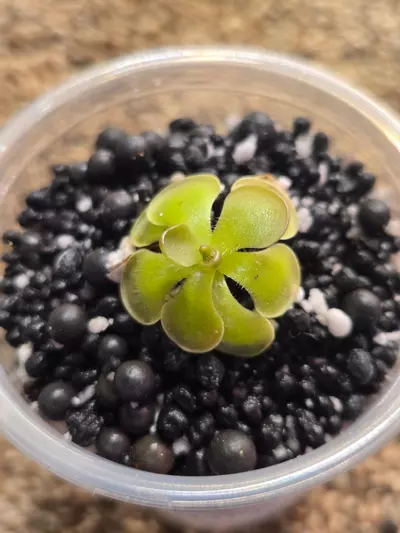 plant/Pinguicula Hanka-2-thumbnail