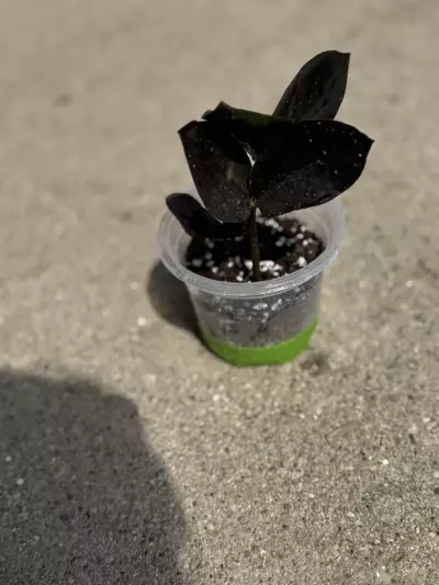 plant/ZZ plant Raven-2-thumbnail