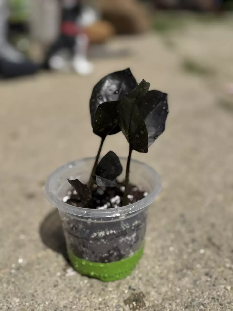 plant/ZZ plant Raven-0