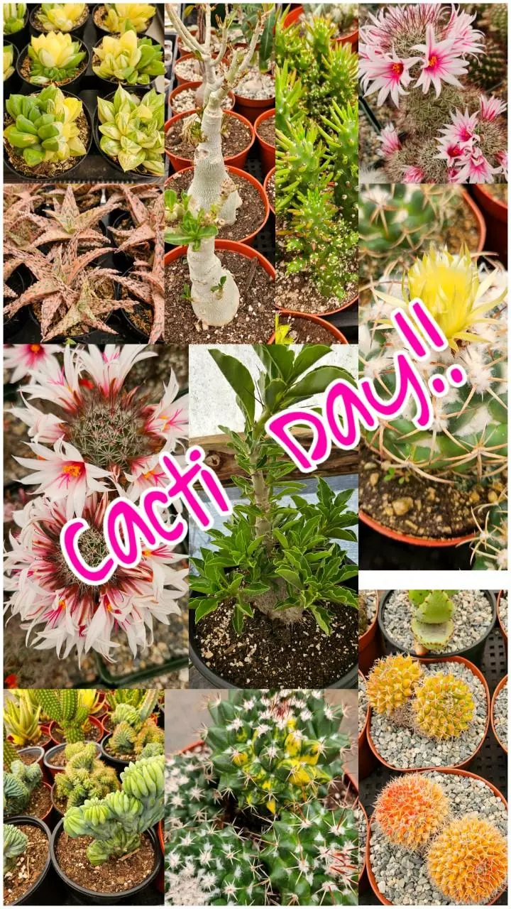 Cacti & little bit of Succulents!!!