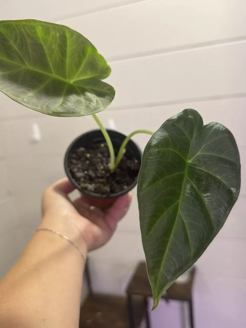 plant/Regal shield-0