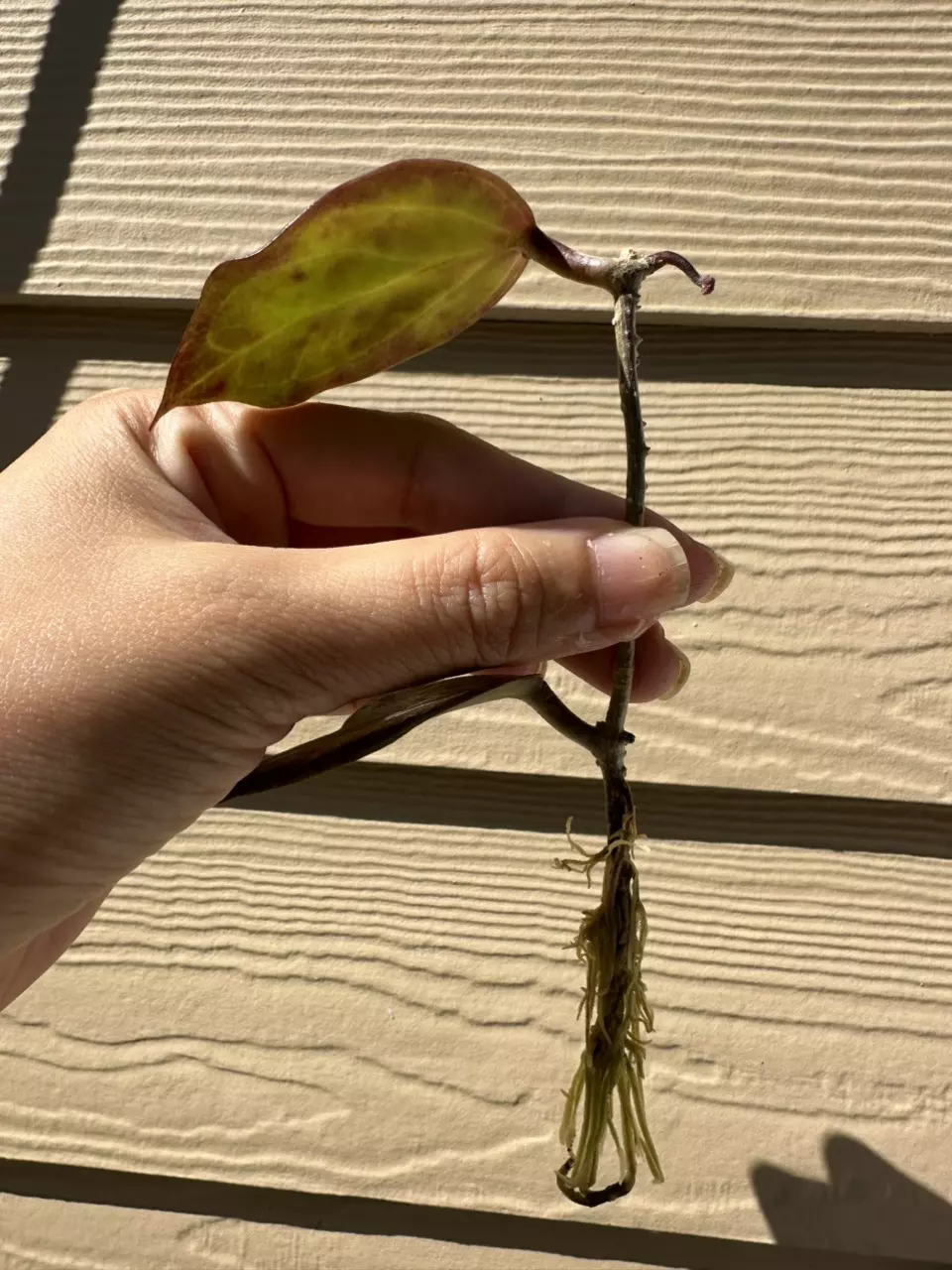 free_shipping/Root my Hoya! (Hoyas only)-0