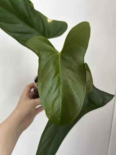 plant/Anthurium Subsignatum x Pap-1-thumbnail