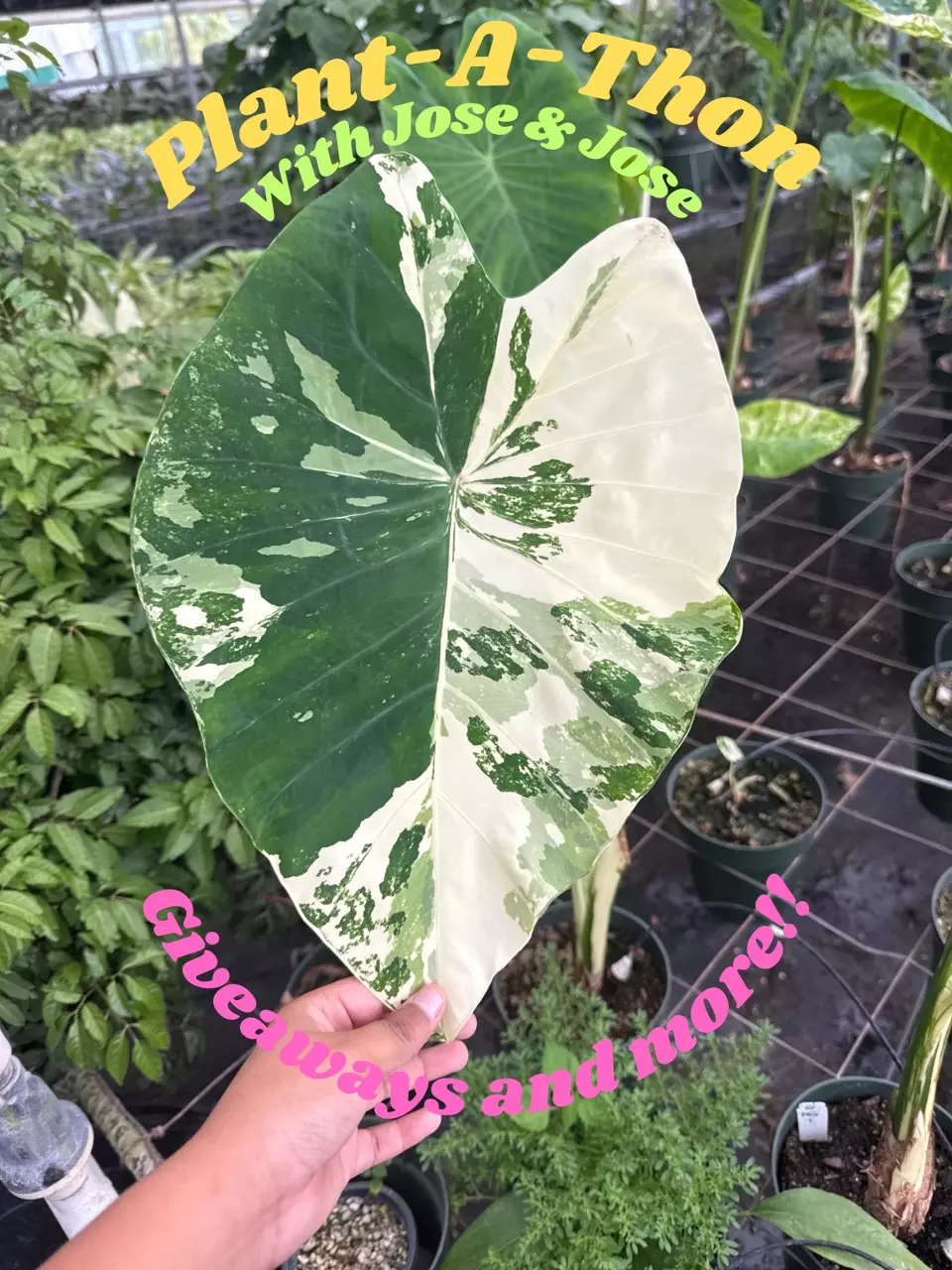Plant-A-Thon with Jose & Jose: Giveaways and more!!