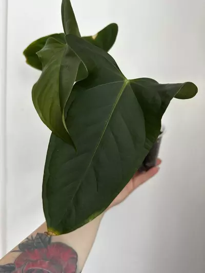 plant/Anthurium Subsignatum x Pap-0-thumbnail