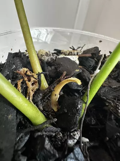 plant/Anthurium Subsignatum x Pap-3-thumbnail