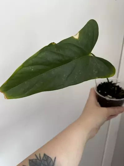 plant/Anthurium Subsignatum x Pap-2-thumbnail