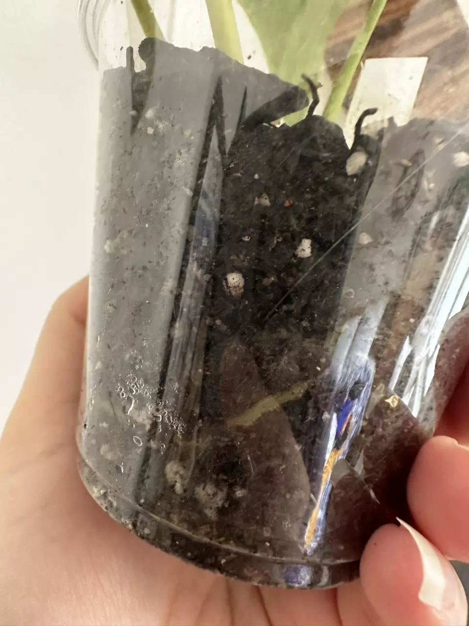 plant/Anthurium Subsignatum x Pap-4