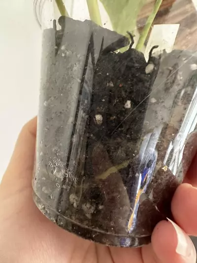 plant/Anthurium Subsignatum x Pap-4-thumbnail