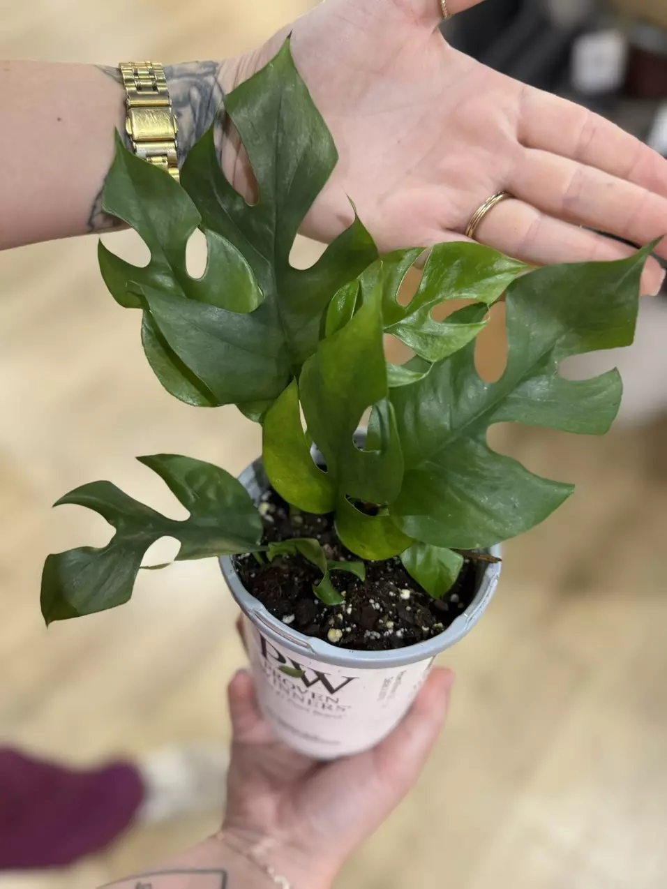 plant/Rhaphidophora tetrasperma-0