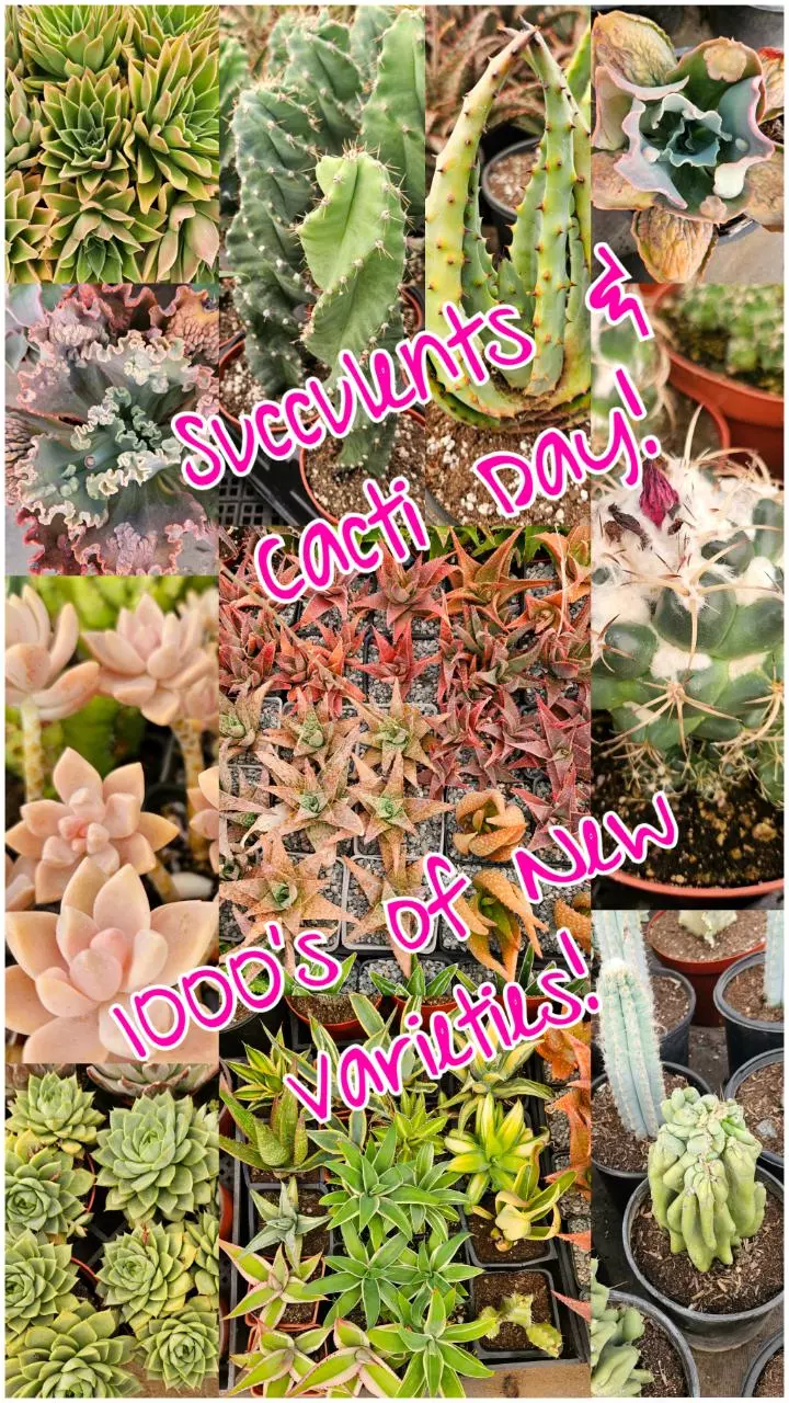 Cacti & Succulents!