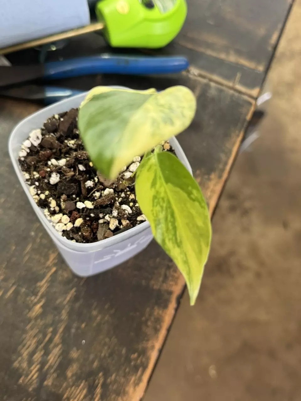 plant/Monstera Yellow Marilyn-3