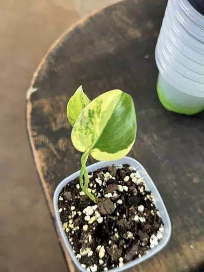 plant/Monstera Yellow Marilyn-2-thumbnail