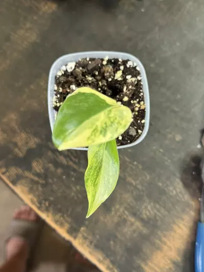 plant/Monstera Yellow Marilyn-0-thumbnail