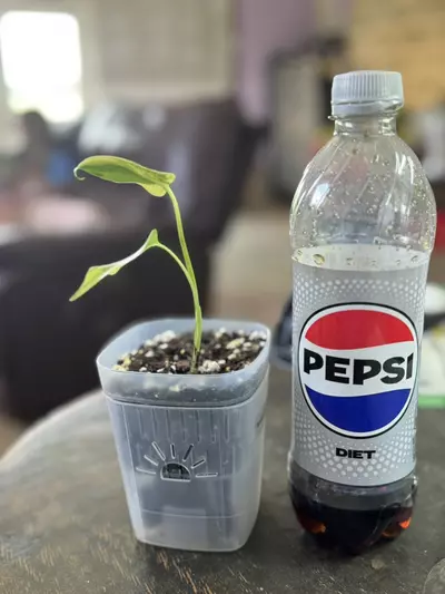 plant/Monstera Yellow Marilyn-1-thumbnail