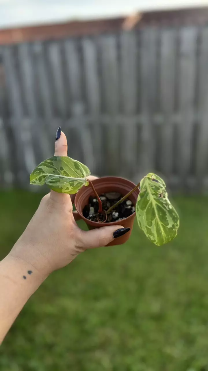 plant/Philodendron Gloriosum snow leopard-0