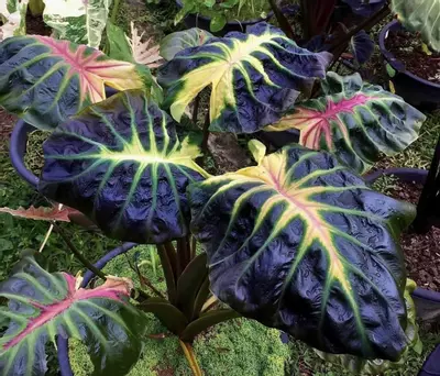 plant/Colocasia Tossakan *starters*-0-thumbnail