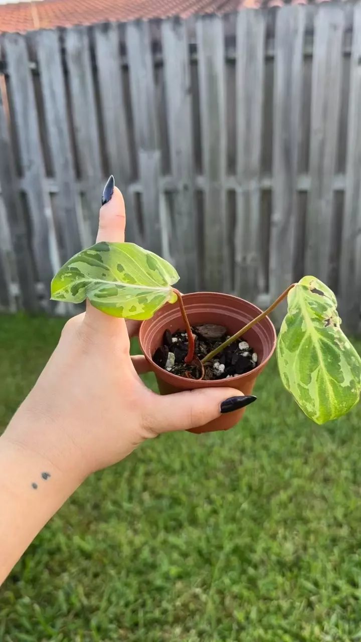 plant/Philodendron Gloriosum snow leopard-1