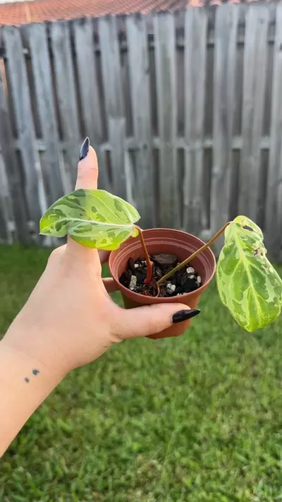 plant/Philodendron Gloriosum snow leopard-1-thumbnail