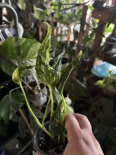 plant/Teruno Sunshine-2-thumbnail