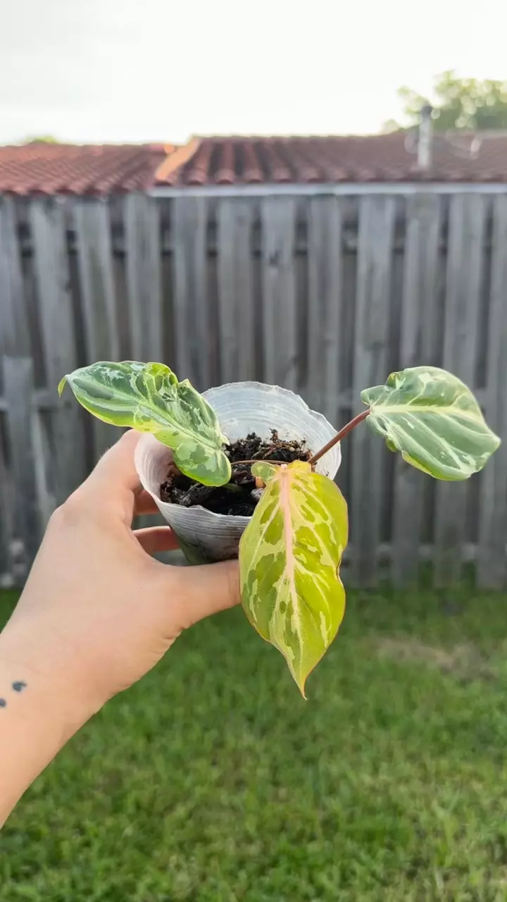 plant/Philodendron Gloriosum snow leopard-1