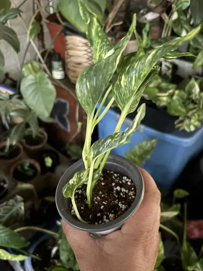 plant/Teruno Sunshine-0-thumbnail