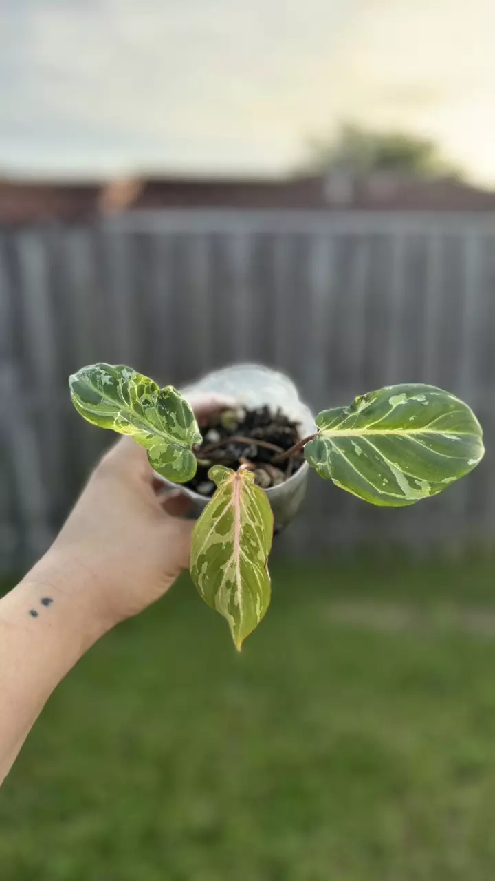 plant/Philodendron Gloriosum snow leopard-0