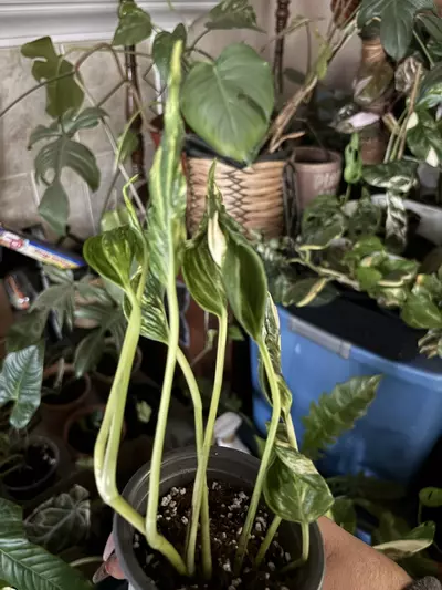 plant/Teruno Sunshine-1-thumbnail