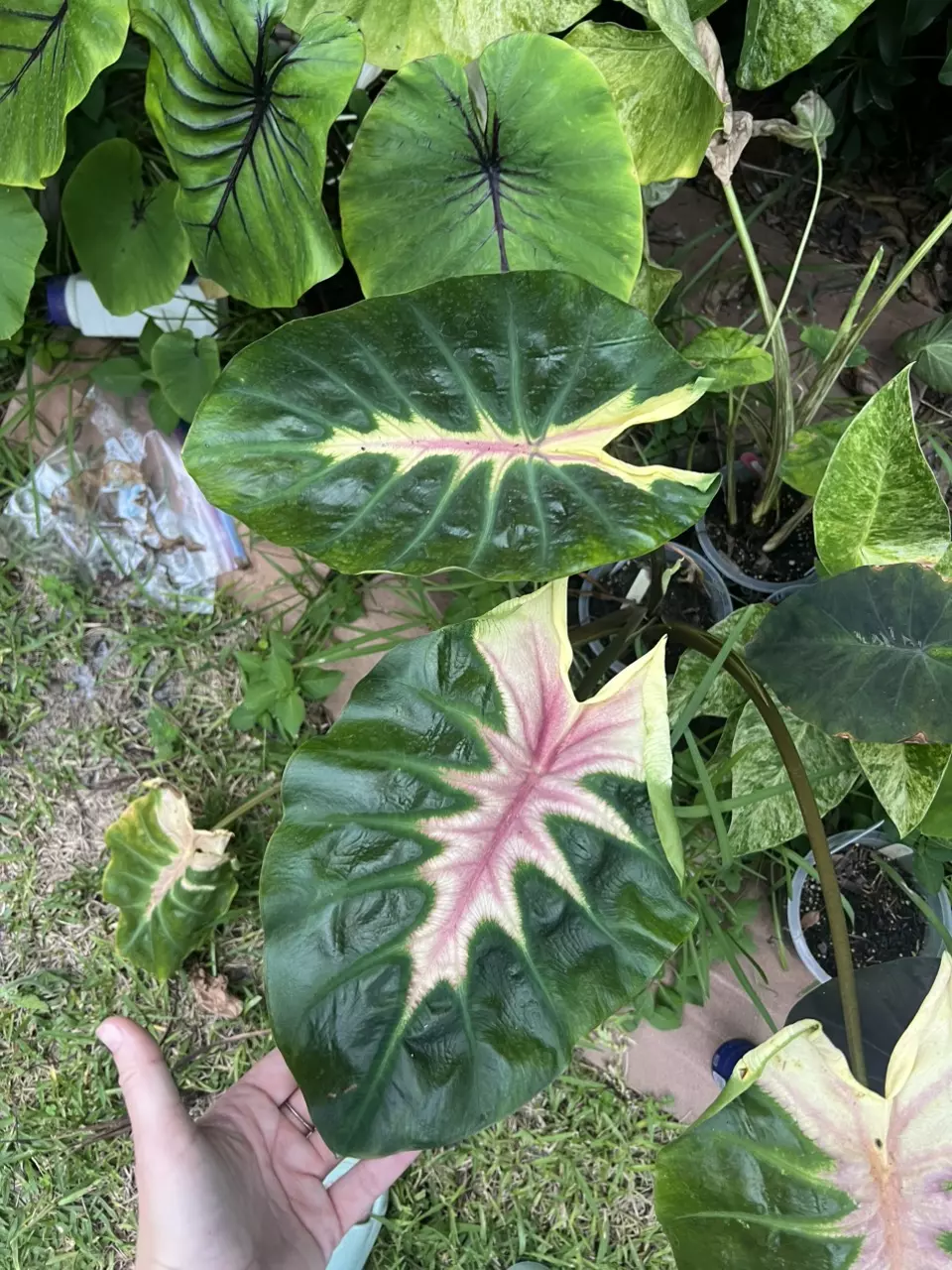 plant/Colocasia Tossakan *starters*-1