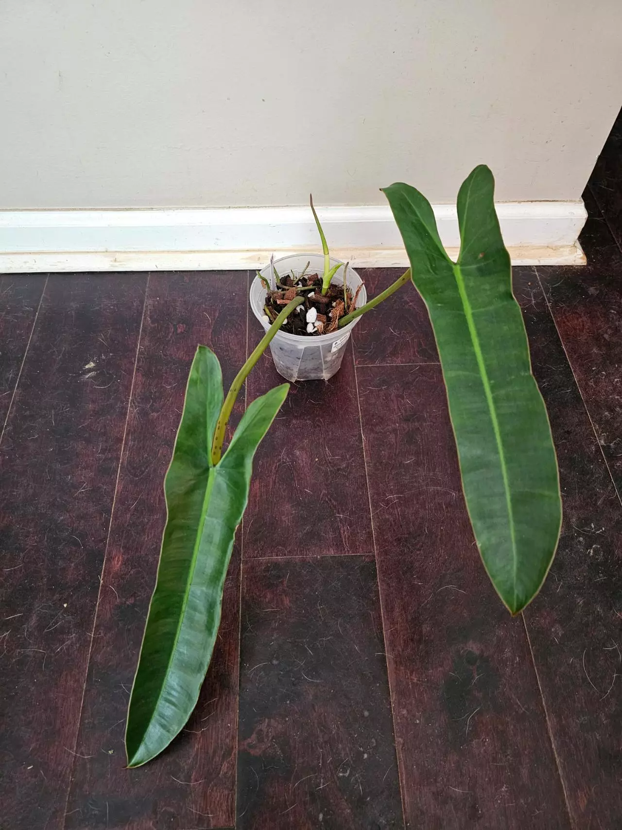 plant/Philodendron atabapoense, two nodes, roots everywhere-0
