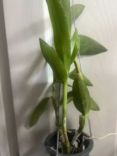 plant/Dendrobium King Dragon Red Orchid-1-thumbnail