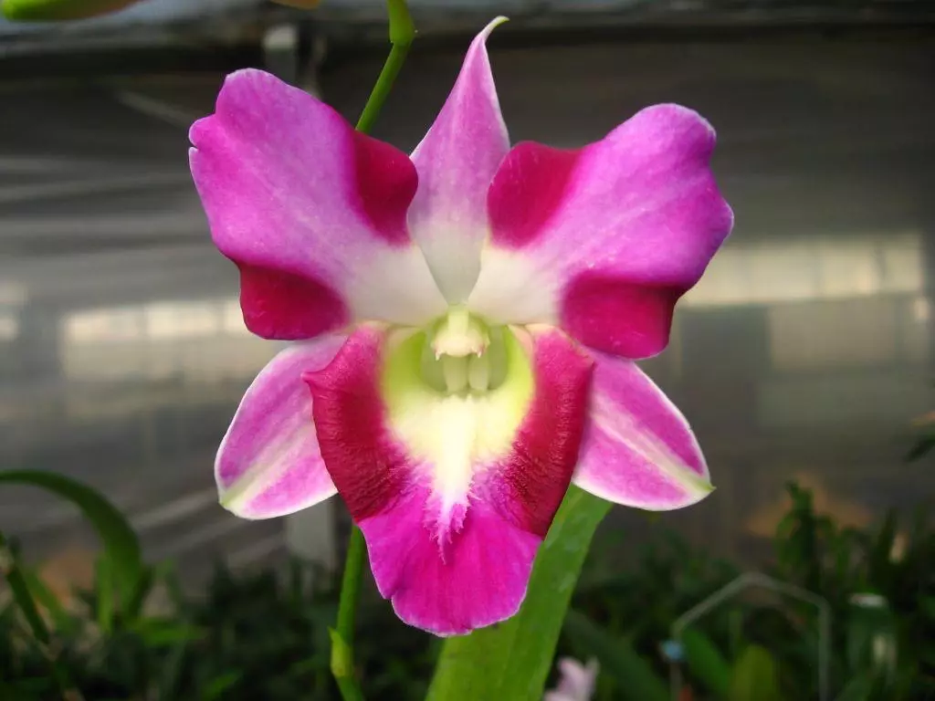 plant/Dendrobium King Dragon Red Orchid-0