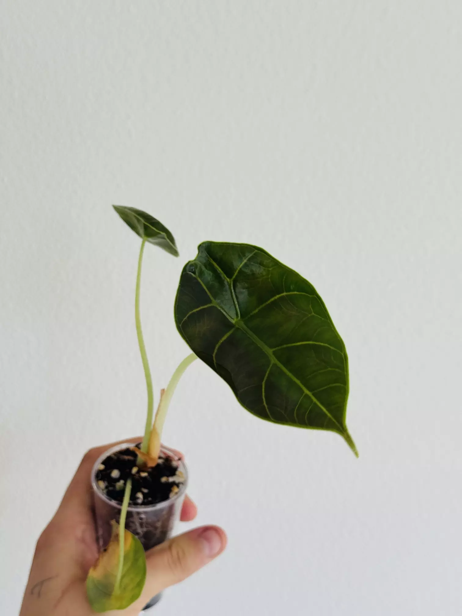 plant/Azlanii Aurea/Gold Revert-4