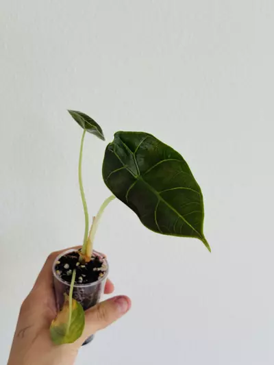 plant/Azlanii Aurea/Gold Revert-3-thumbnail