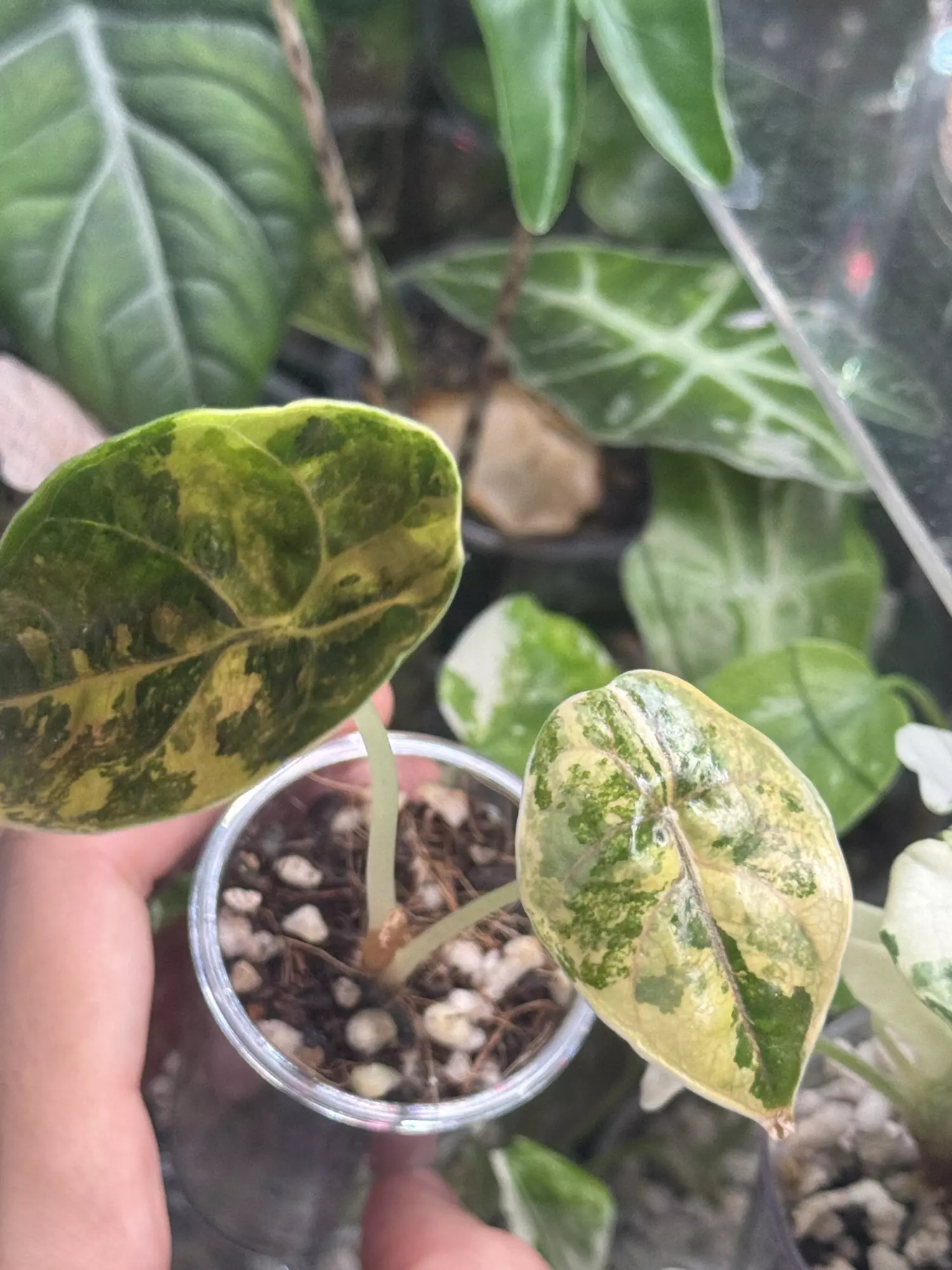 plant/Azlanii Aurea/Gold Revert-0