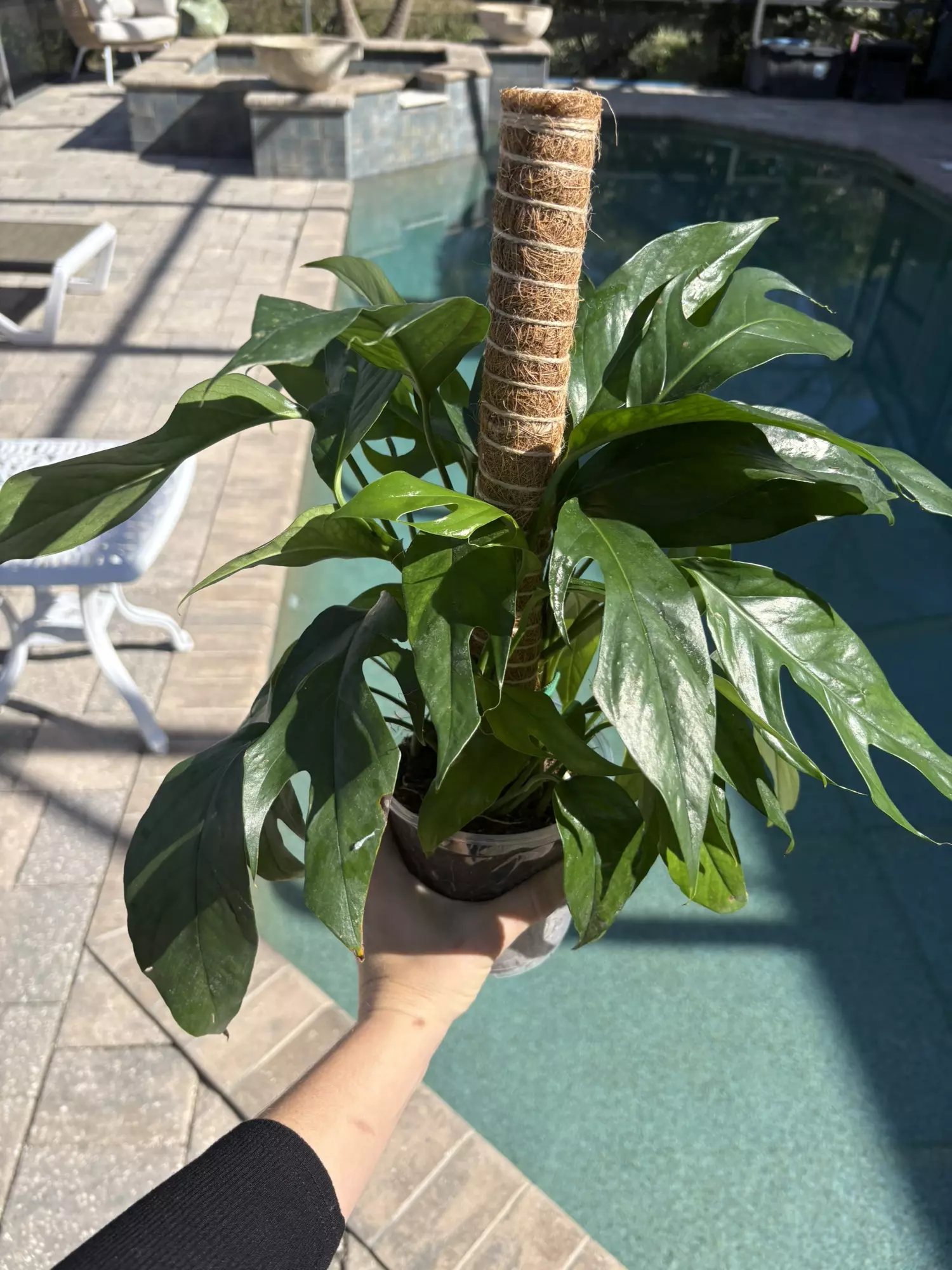 plant/Baltic Blue Pothos-0