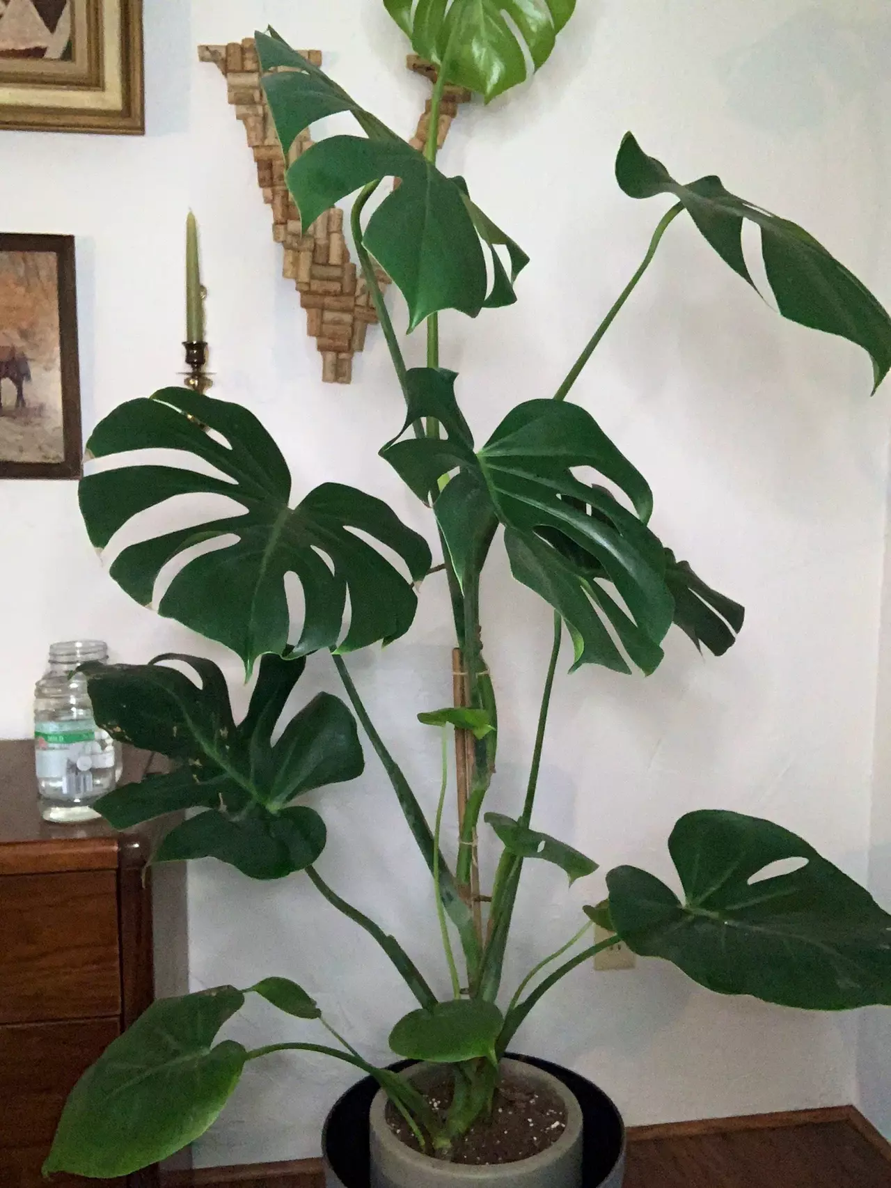 plant/Monstera-0