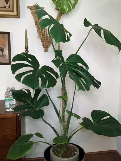 plant/Monstera-0-thumbnail