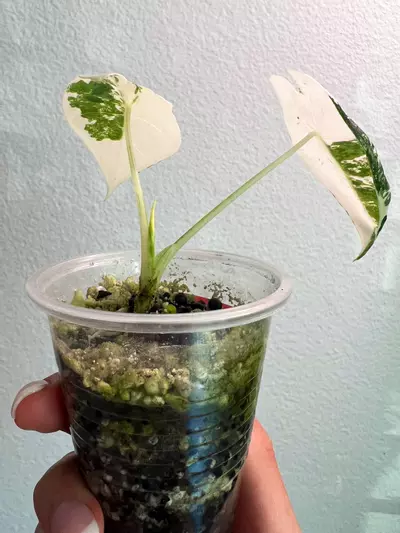 plant/Variegated Alocasia Frydek-3-thumbnail