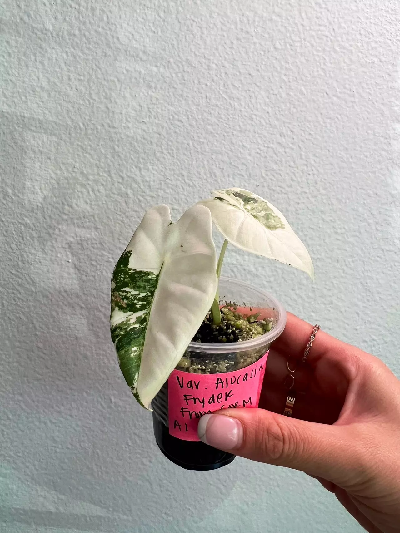 plant/Variegated Alocasia Frydek-0