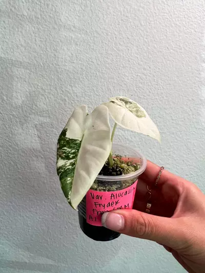 plant/Variegated Alocasia Frydek-0-thumbnail