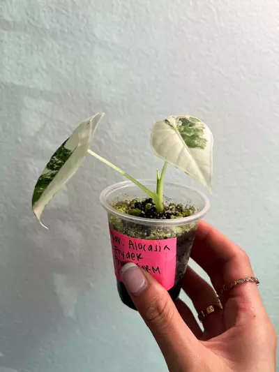 plant/Variegated Alocasia Frydek-2-thumbnail