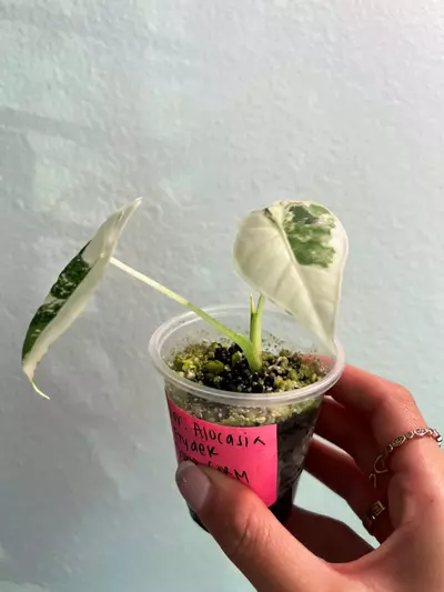plant/Variegated Alocasia Frydek-1-thumbnail
