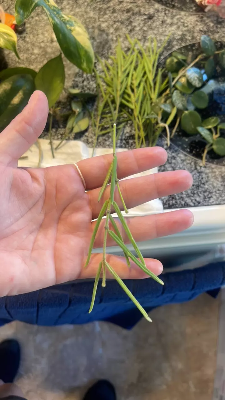 plant/Hoya Linearis Cuttings FEW LEFT !!!!-4