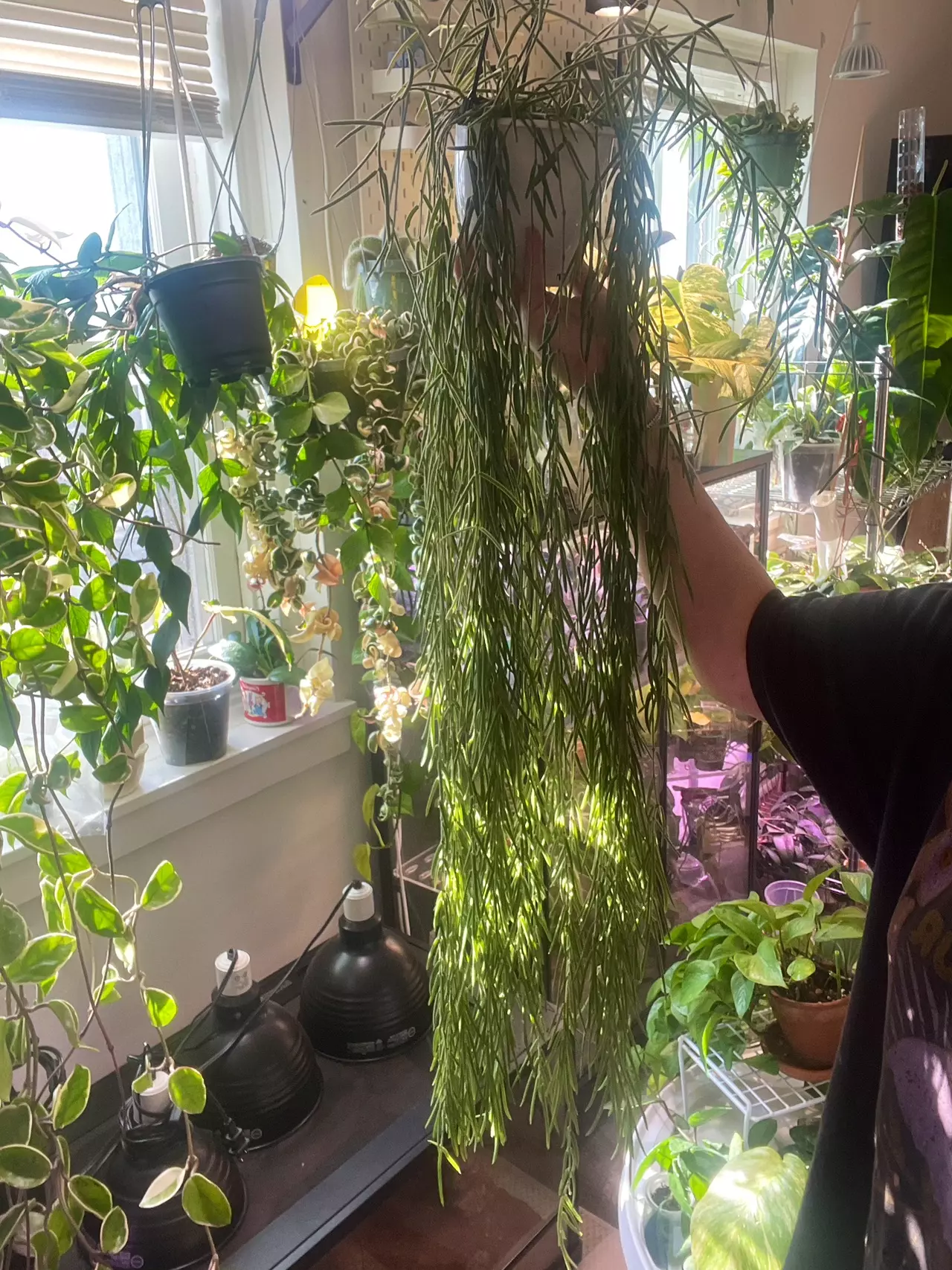 plant/Hoya Linearis Cuttings FEW LEFT !!!!-0