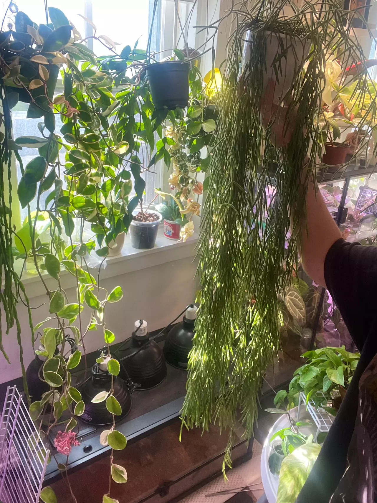 plant/Hoya Linearis Cuttings FEW LEFT !!!!-1