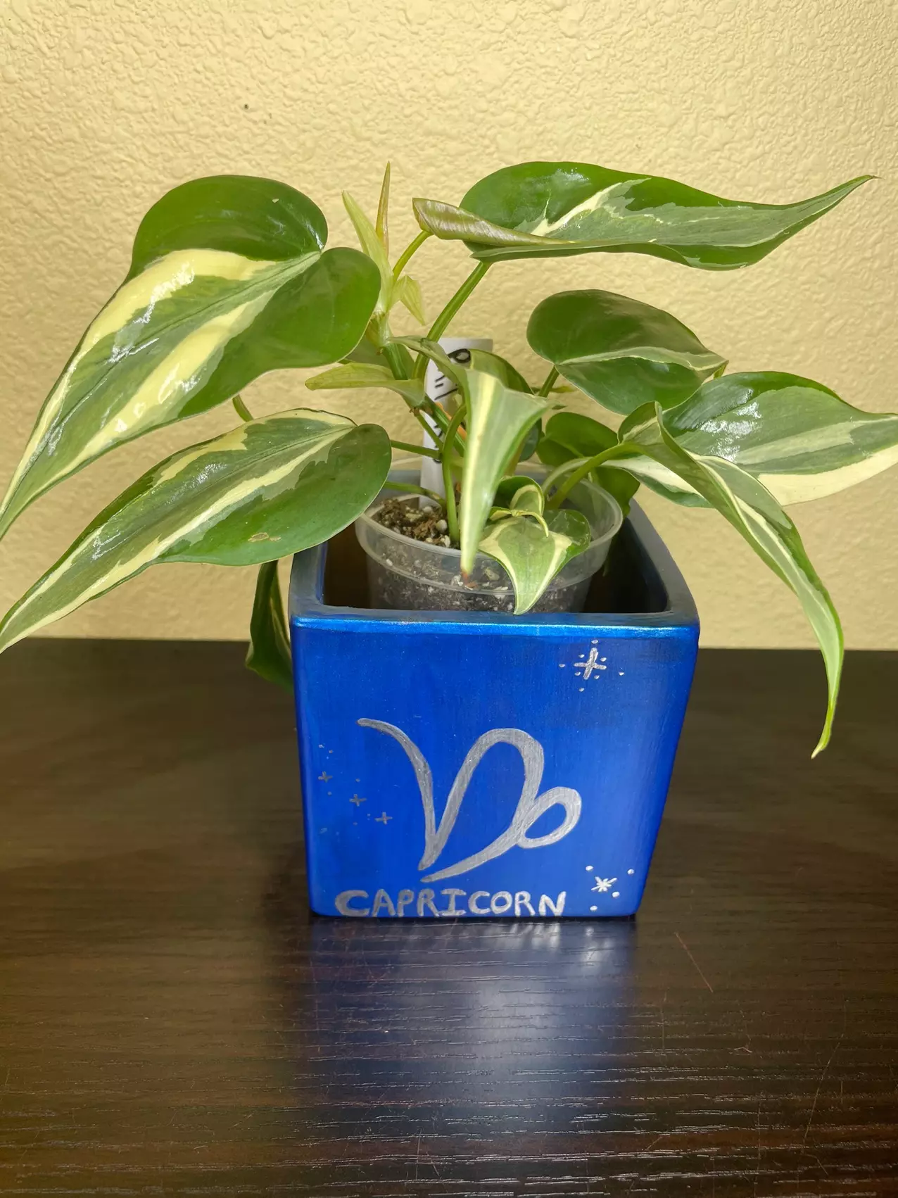 plant/Custom Zodiac Pot-0