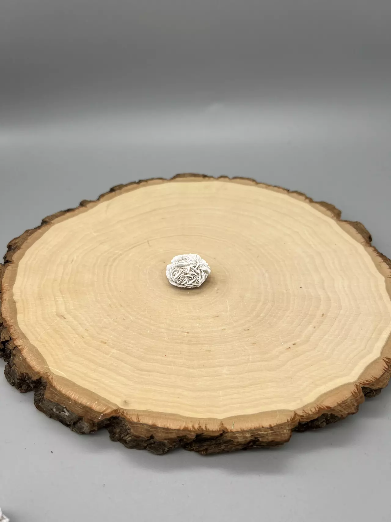 plant/Desert Rose Selenite / Desert Rose Specimen / Gypsum Variety-0